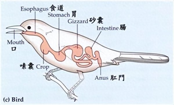 麻雀喜欢吃什么食物