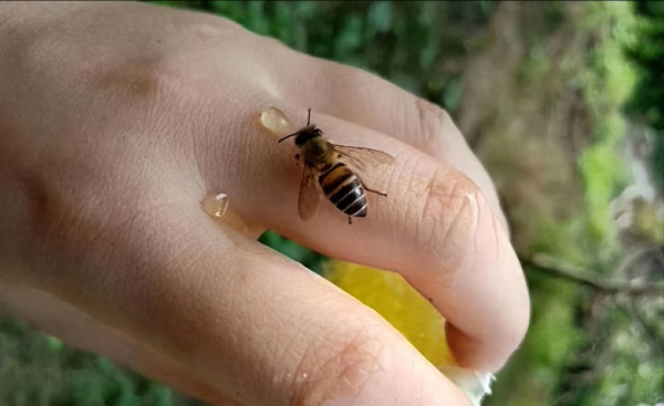 蜜蜂怕什么怎么驱赶又不伤蜂