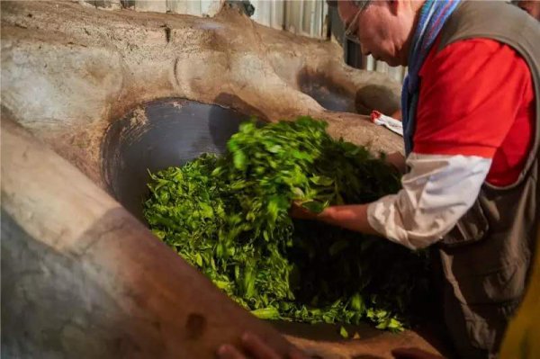 古树茶属于什么茶种