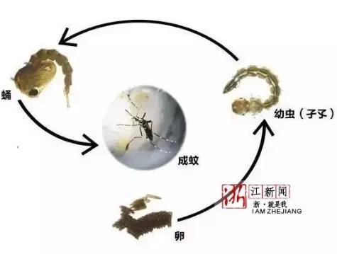 一只蚊子不吸血能活多久