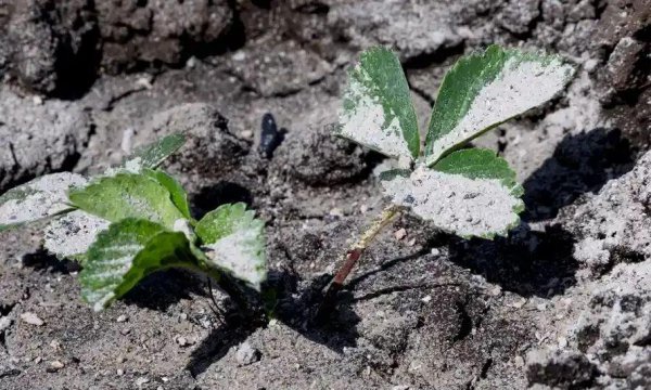 草木灰哪些植物不能用的蔬菜