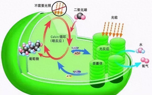 植物不喜欢什么光线