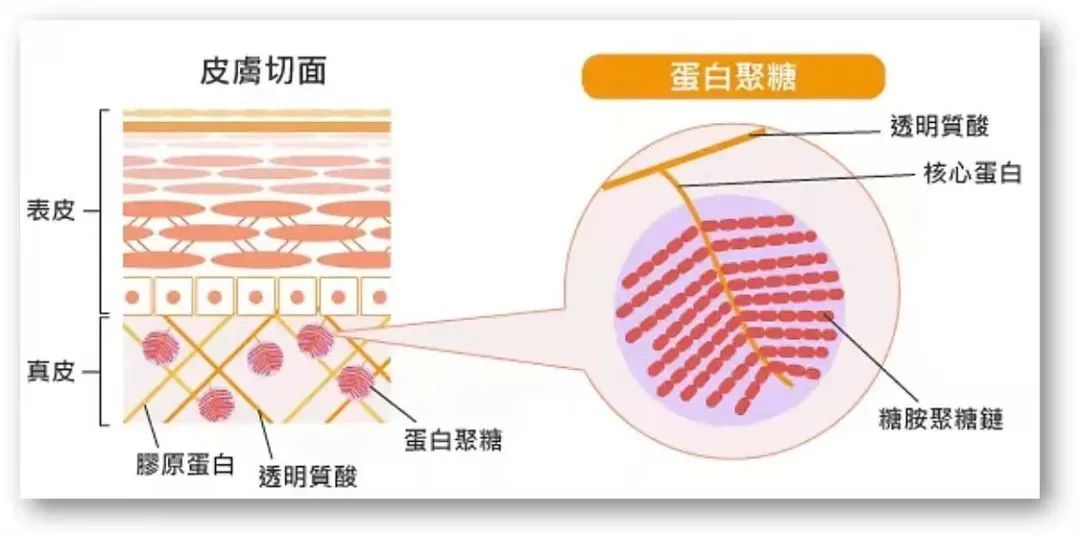 玻色因对皮肤的作用与功效