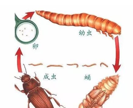 黄粉虫怎么养殖