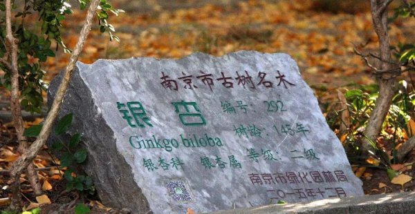 南京师范大学算名牌大学吗