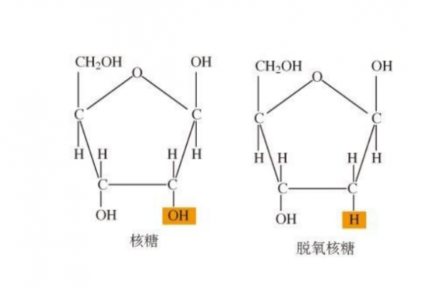 高中生物中还原糖有哪些