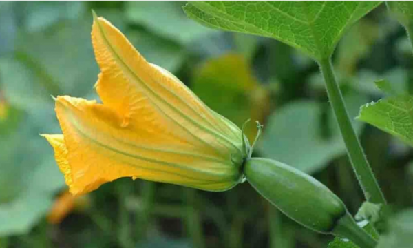 瓜花分明什么意思饭圈