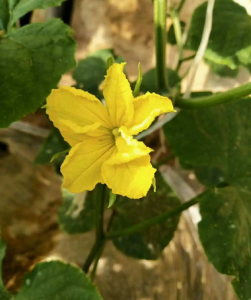 瓜花分明什么意思饭圈 瓜花分明是哪里传出来的