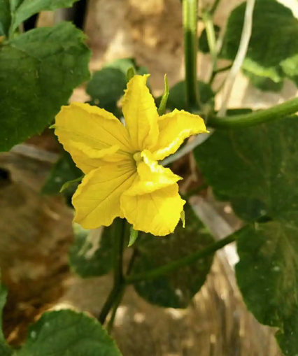 瓜花分明什么意思饭圈