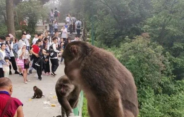 峨眉山海拔多少米高度