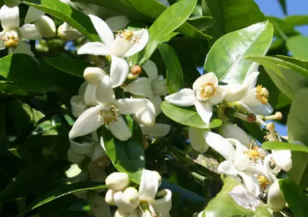 格拉斯橙花是什么味道