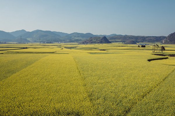 云南罗平旅游攻略