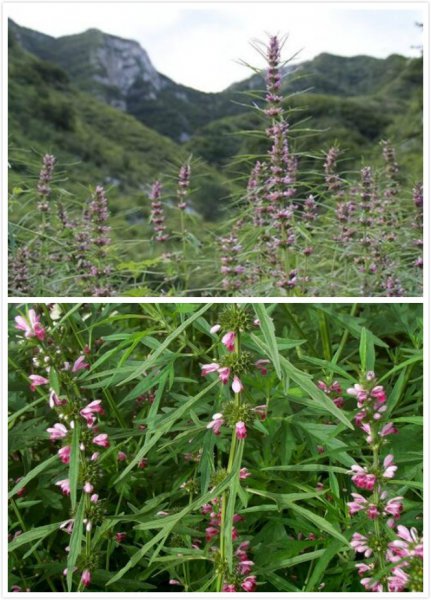 益母草花粉具有强大功效