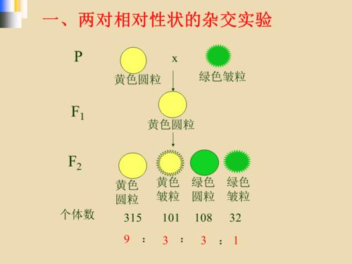 孟德尔的豌豆杂交实验步骤及教学目标分析