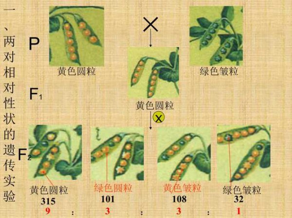 孟德尔的豌豆杂交实验步骤及教学目标分析