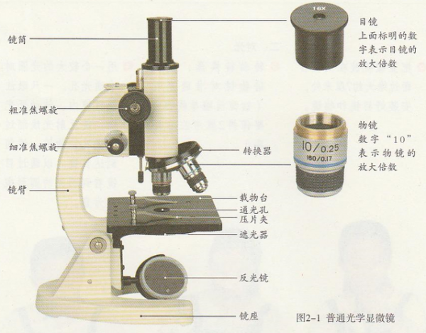 物镜和目镜的区别口诀