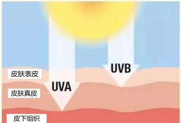 uva和uvb分别代表什么爬宠