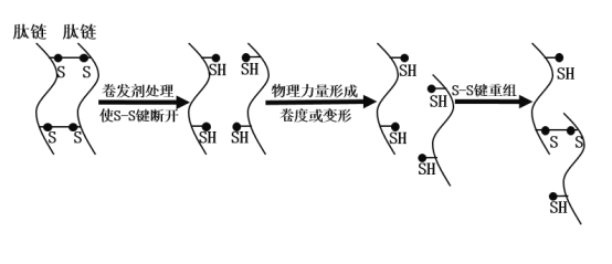 二硫键的形成需要脱去几个氢