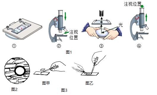 高中正确使用显微镜的七个步骤口诀