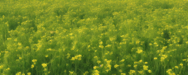 农村最旺的植物是什么品种