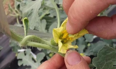 人工授粉是怎么操作的高中生物 人工授粉的步骤及注意事项