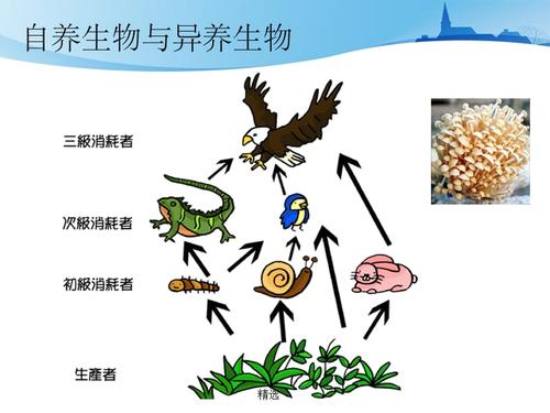 自养生物和异养生物的概念解释及区别