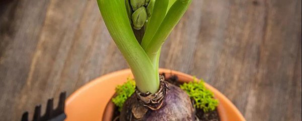 球根植物难养吗