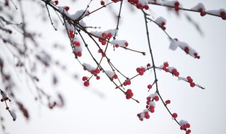 看雪发朋友圈的句子 关于看雪的句子