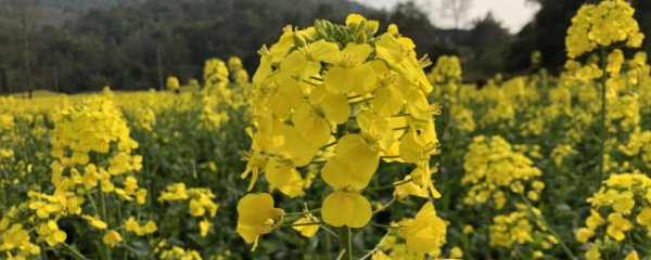 湖南油菜花什么季节开花