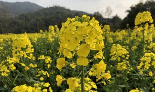 湖南油菜花什么季节开花 湖南油菜花什么时候开花