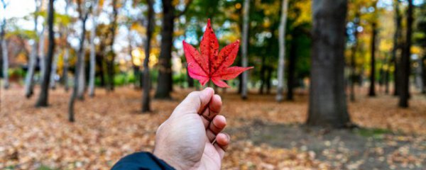 秋天文案短句干净治愈