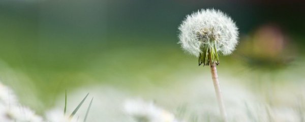 蒲公英的吃法和用法