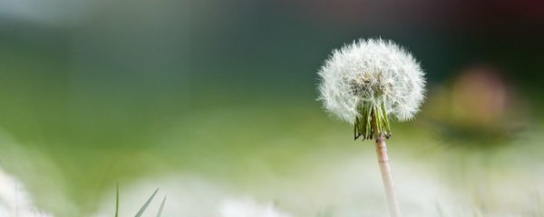 野生蒲公英根茶的做法