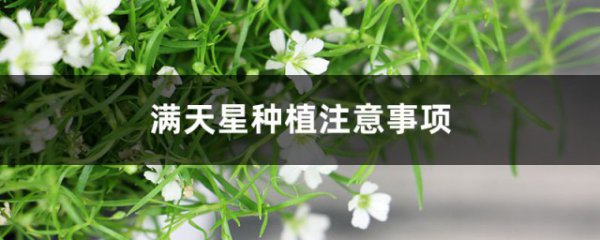 满天星种植注意事项