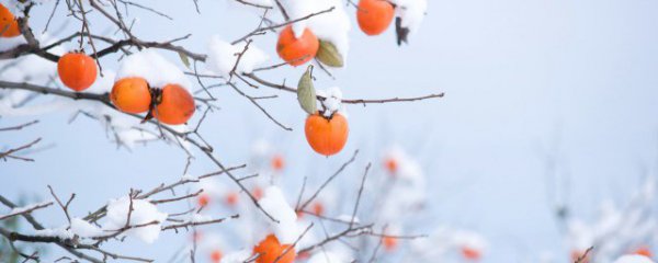 立冬节气的谚语俗语精选大全