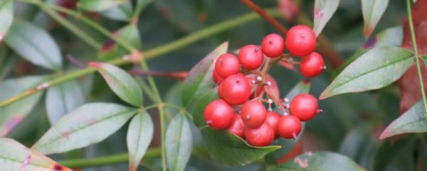 红豆花怎么醒花