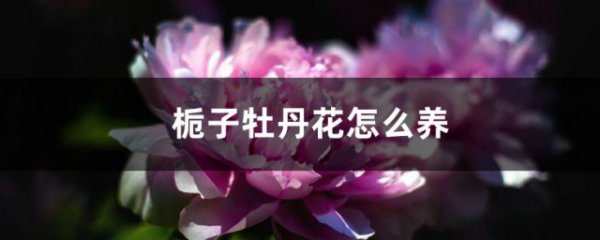 栀子牡丹的养殖方法