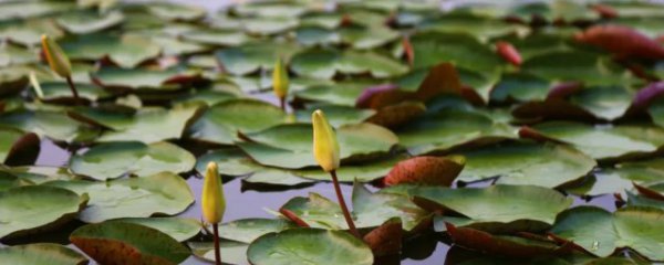 荷花烂叶子怎么回事