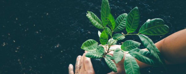 在移栽植物时保护根的方法是什么