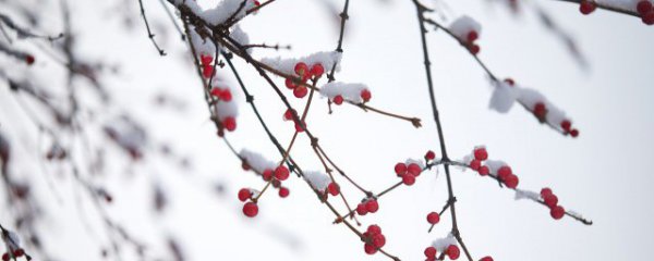 小雪节气应节美食有哪些