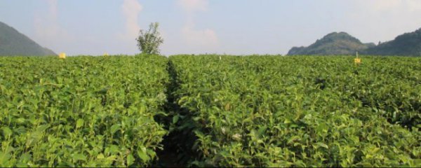 茶果间作种植方式的茶是什么茶