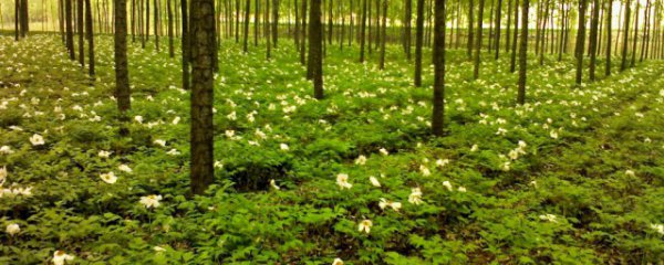 林下种植什么最简单