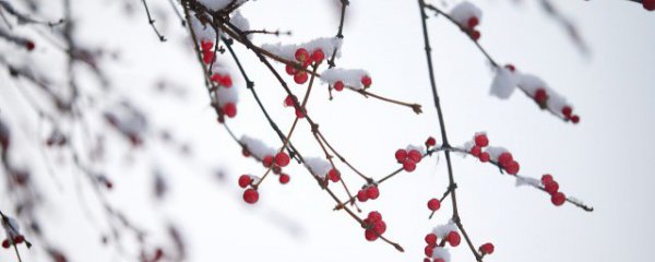 雪的寓意和象征是什么