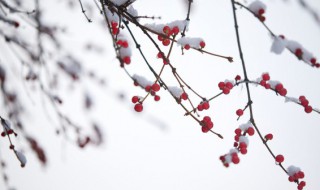 今日小雪心情说说感悟生活 今日小雪怎么发心情说说？