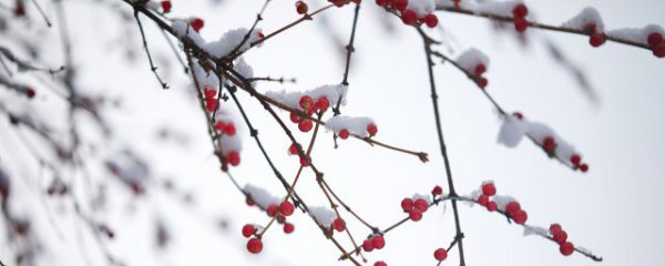 二十四节气小雪的文案