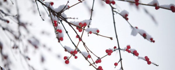 二十四节气小雪的诗句