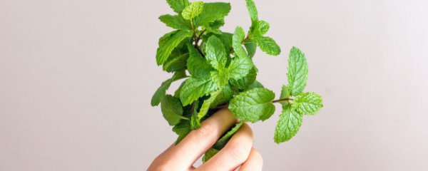 薄荷冬天冻死了来年会发芽吗