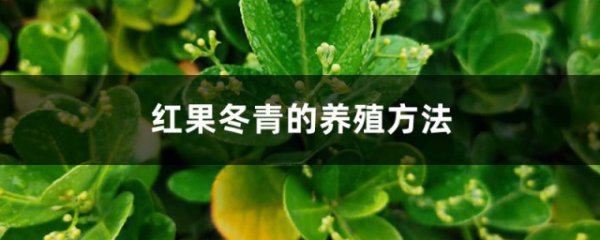 红果冬青的种植方法与注意事项