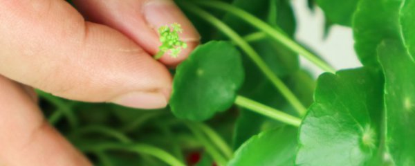 铜钱草如何养殖最旺盛