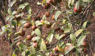 油茶一亩可产多少茶籽 油茶一亩可产茶籽的量